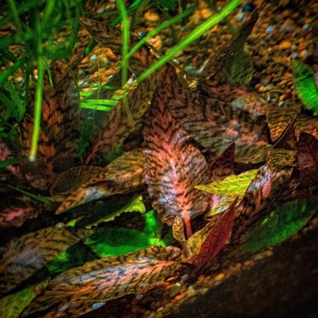 クリプトコリネ | STORES