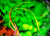 エキノドルス・ホレマニー・ダークグリーン | 水草通販 ぼのぼの