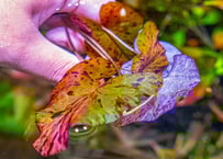 レースプラント・ラダーリーフ | 水草通販 ぼのぼの