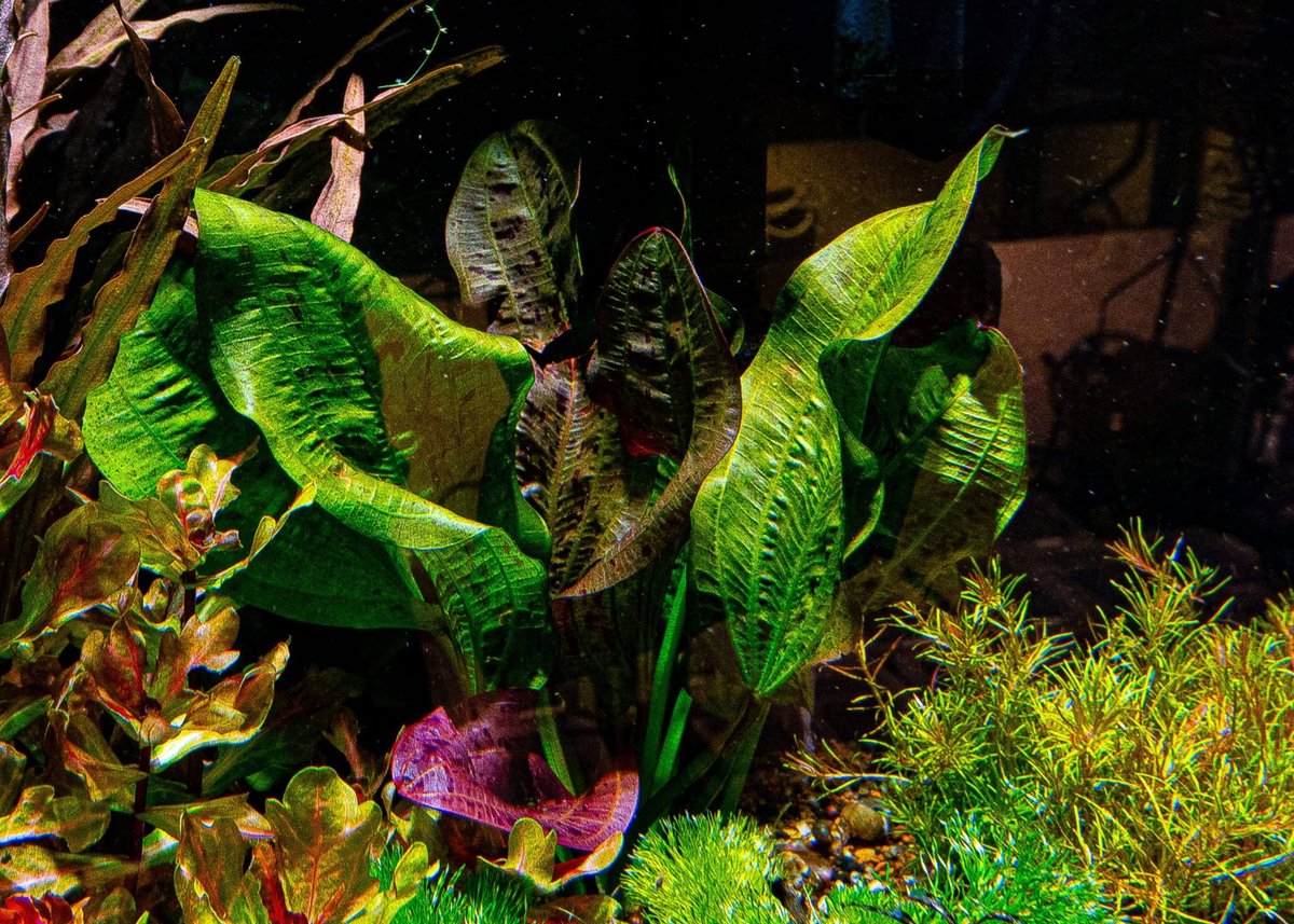 Echinodorus Red Rock RATAJ | 水草通販 ぼのぼの