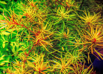 エキノドルス ホレマニー ダークグリーン⑦ ちゃん エキノドルス ホレマニー ダークグリーン