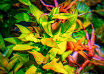 Xyris sp. Red | 水草通販 ぼのぼの