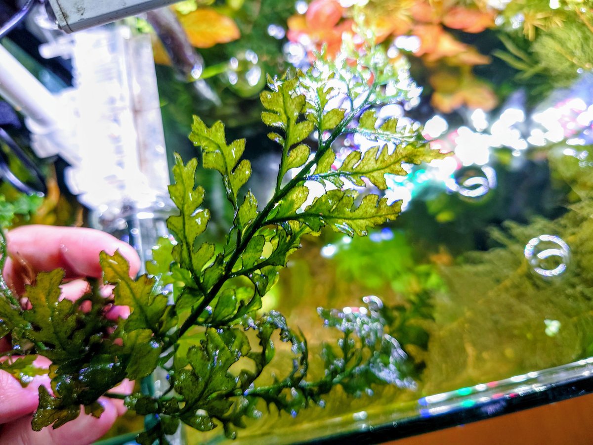 ボルビティス sp. カメルーン 2008 | 水草通販 ぼのぼの