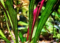 エキノドルス・ホレマニー 