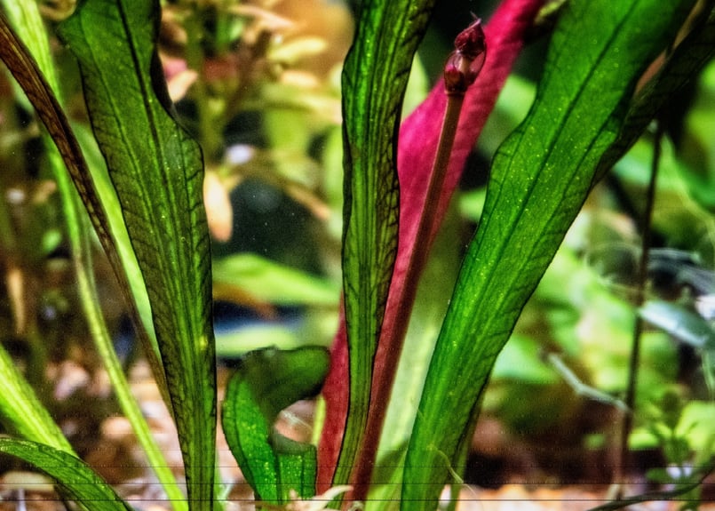 水草 Echinodorus sp. Teles Pires 水草 Echinodorus sp. Teles Pires 水草 Echinodorus sp. Teles Pires