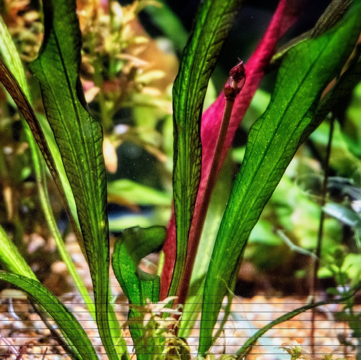 水草 Echinodorus sp. Teles Pires 水草）エキノドルスsp．トリニダード（水上葉）（無農薬）（1
