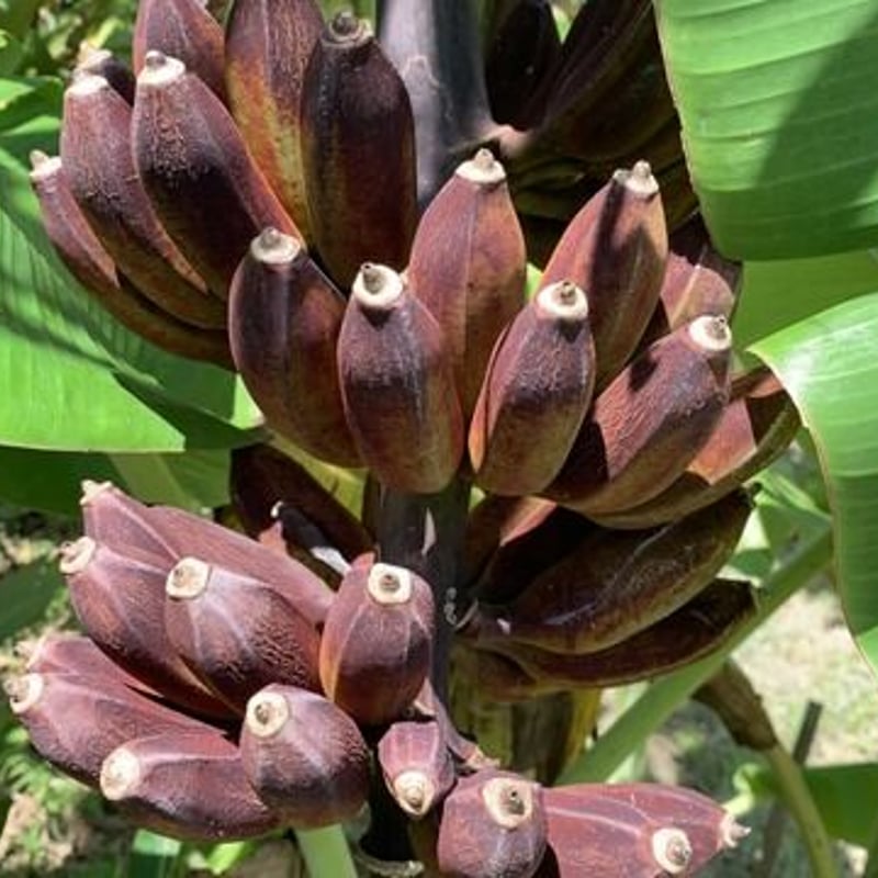 農薬不使用栽培】【送料無料】沖縄県産バナナ約3㎏ | lahanico沖縄