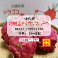 沖縄県産 無農薬 ドラゴンフルーツ 赤 ドラゴンフルーツ 赤 2kg（大玉約4〜7玉）｜送料無料｜沖縄産 無