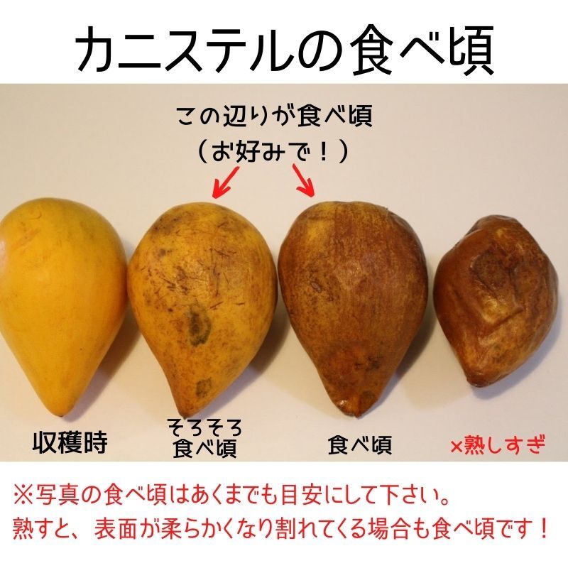 沖縄産果物】【送料無料】カニステル約1kg ～農薬不使用・化学肥料不