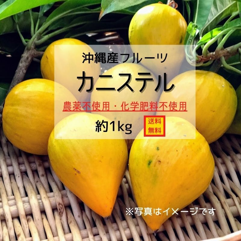 沖縄産果物】【送料無料】カニステル約1kg ～農薬不使用・化学肥料不