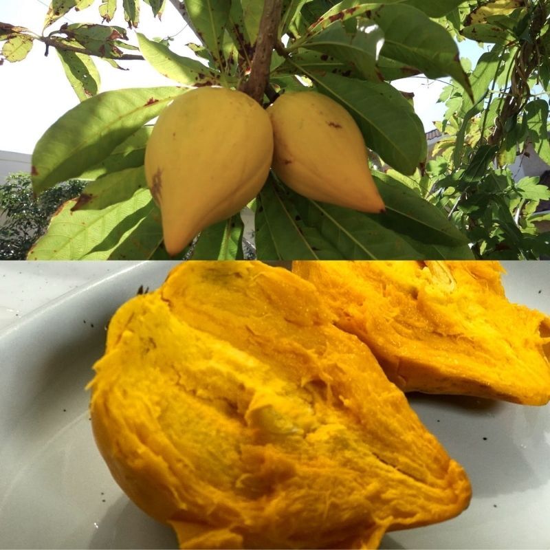 沖縄産果物】【送料無料】カニステル約1kg ～農薬不使用・化学肥料不