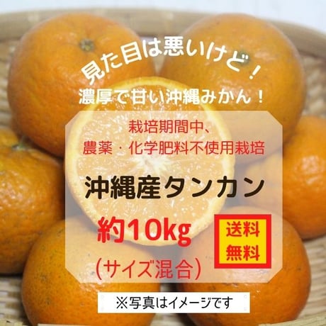 沖縄県産たんかん　10キロ　無農薬　中小サイズ混合 沖縄県産たんかん 10キロ 無農薬 中小サイズ混合 食品 沖縄県産たんかん