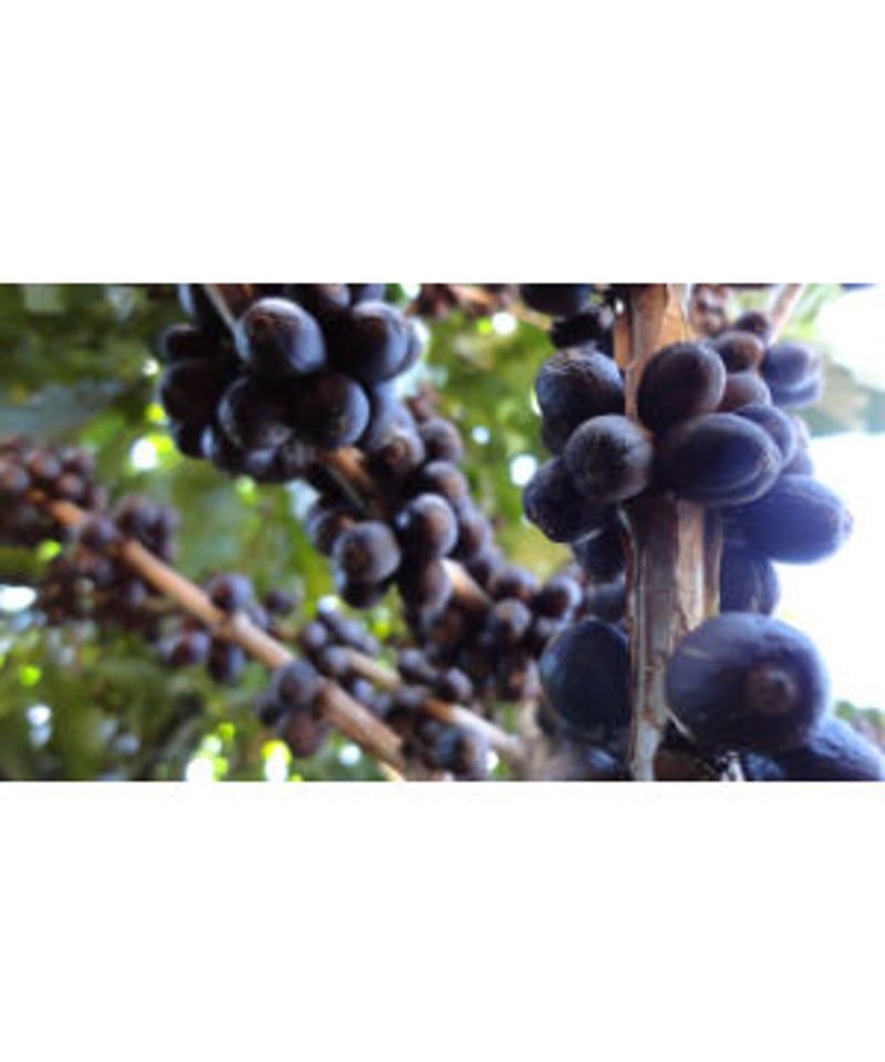 ブラジル・ミナスジェライス・ドナネネン農園 200g | カフェ・プレット
