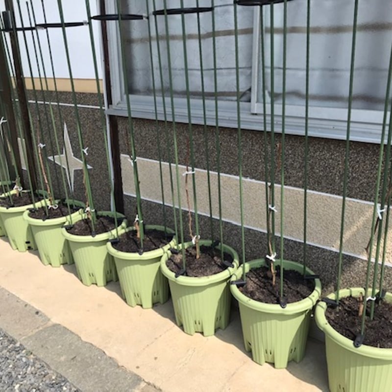 鉢植え葡萄・LINE栽培講習付（ニューピオーネの苗付き） | OKAYAMA
