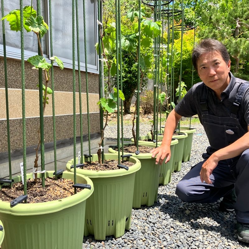 鉢植え葡萄・LINE栽培講習付(シャインマスカットの苗付き 鉢植え葡萄・LINE栽培講習付(シャインマスカットの苗付き