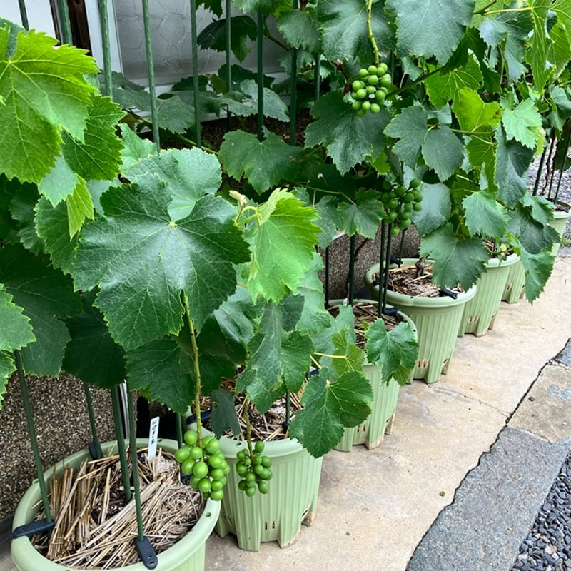 鉢植え葡萄・LINE栽培講習付（シャインマスカットの苗付き