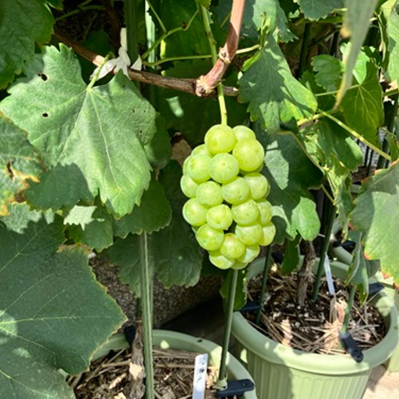 鉢植え葡萄・LINE栽培講習付（シャインマスカットの苗付き） | OKAYAMA