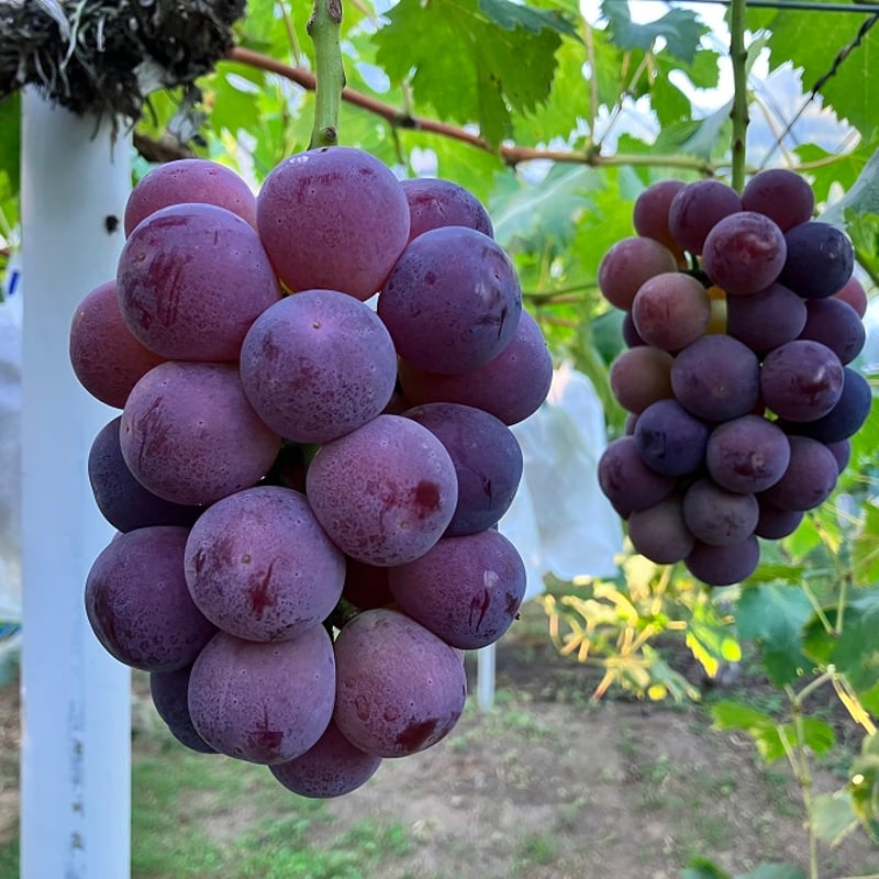 ニューピオーネ 1kg箱(50箱限定) | OKAYAMA fruits station