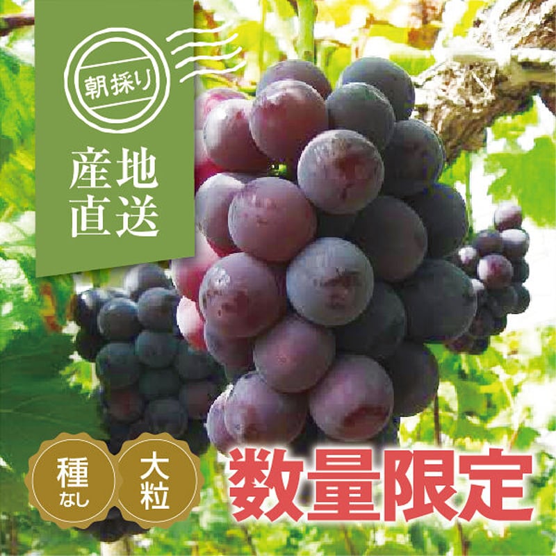 ニューピオーネ 1kg箱(50箱限定) | OKAYAMA fruits station