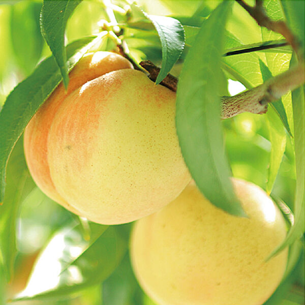 清水白桃2kg箱 ご進物・ご贈答用(10箱限定) | OKAYAMA fruits station