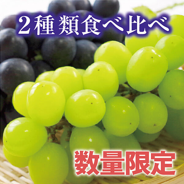 ニューピオーネ2kg箱&瀬戸ジャイアンツ1房詰め合わせ(10箱限定