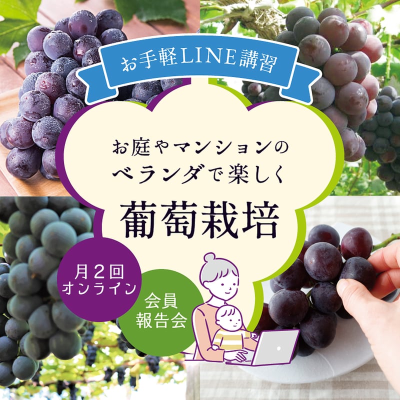 家庭菜園 ぶどう 苗木 ピオーネ ぶどう 鉢植え葡萄・LINE栽培講習付