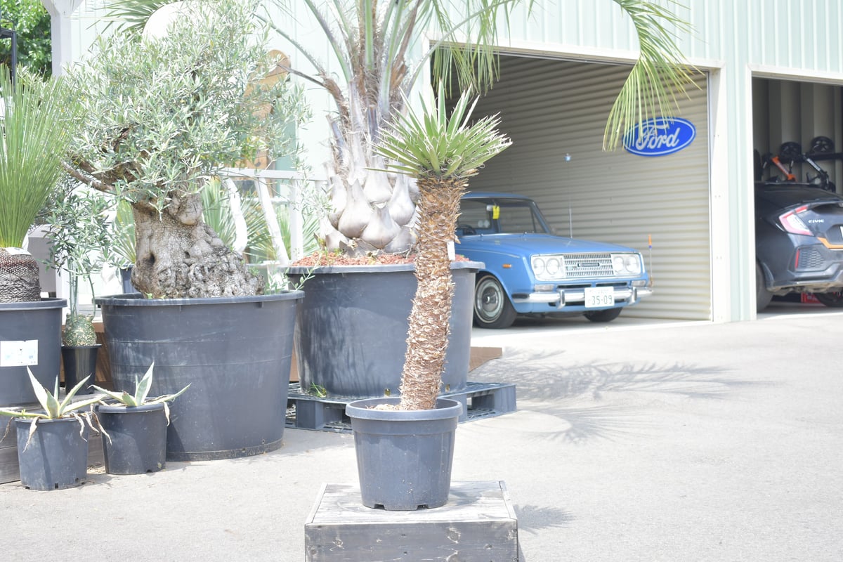 【現品】ユッカ・フィリフェラ（Yucca filifera）8号　RG番 Yucca filifera】ユッカ・フィリフェラ | ACE GARAGE 8 - BAC
