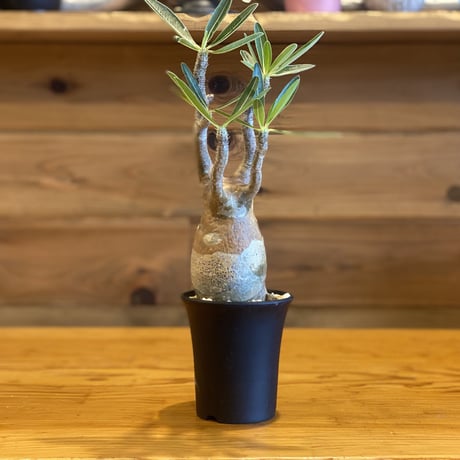【Pachypodium gracilius】パキポディウム・グラキリス
