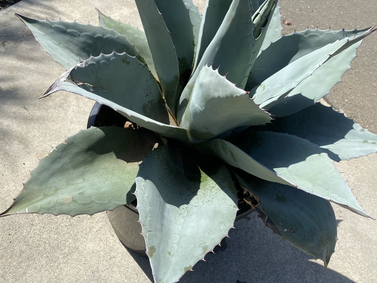 佐*い様 A83Agave ovatifolia 'Moby' アガベ オバティ 佐*い様 A83Agave ovatifolia 'Moby' アガベ オバティ 【アガベ