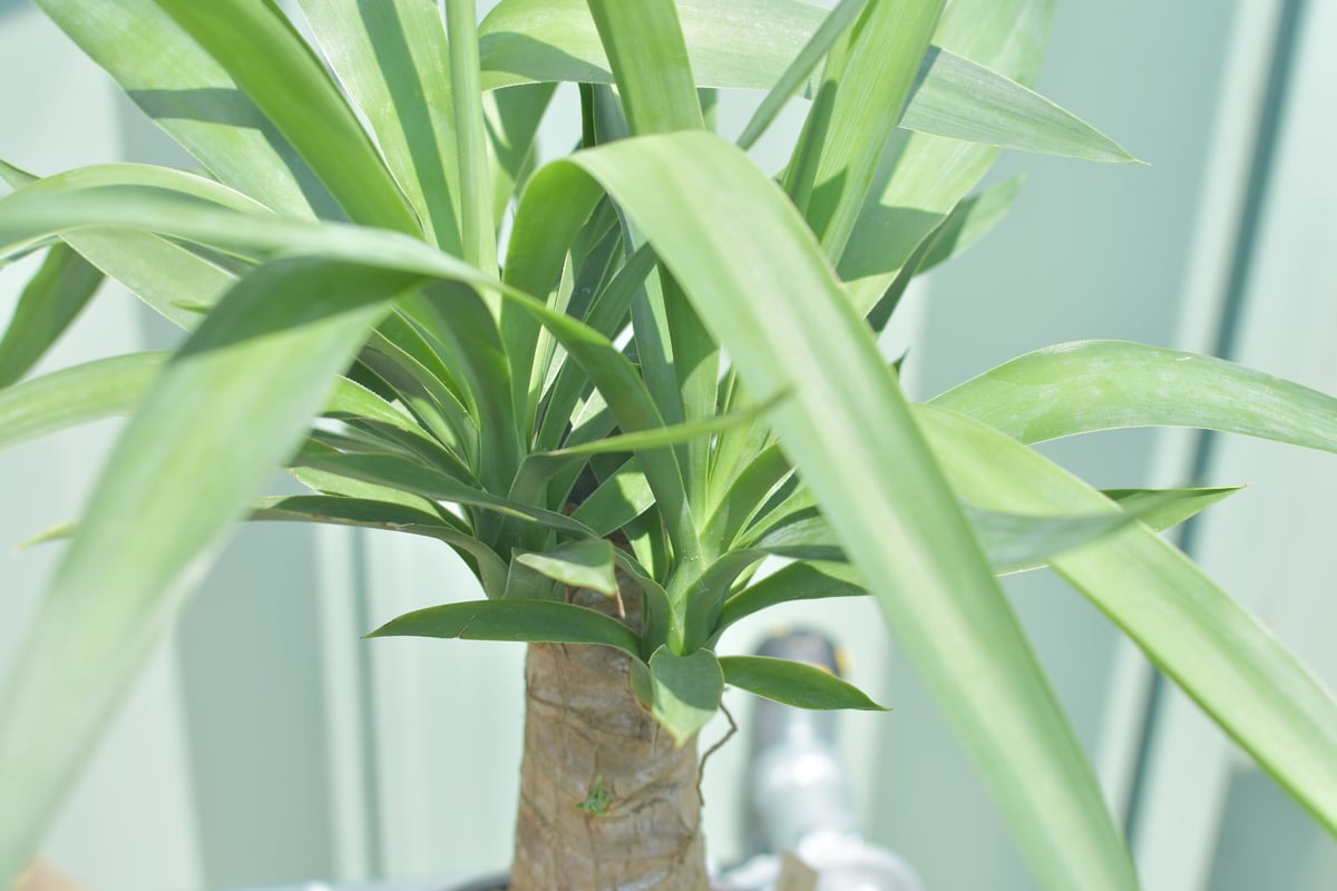 Elephantipeユッカ エレファンティペスマヤツリー 130cm Elephantipeユッカ エレファンティペスマヤツリー 130cm