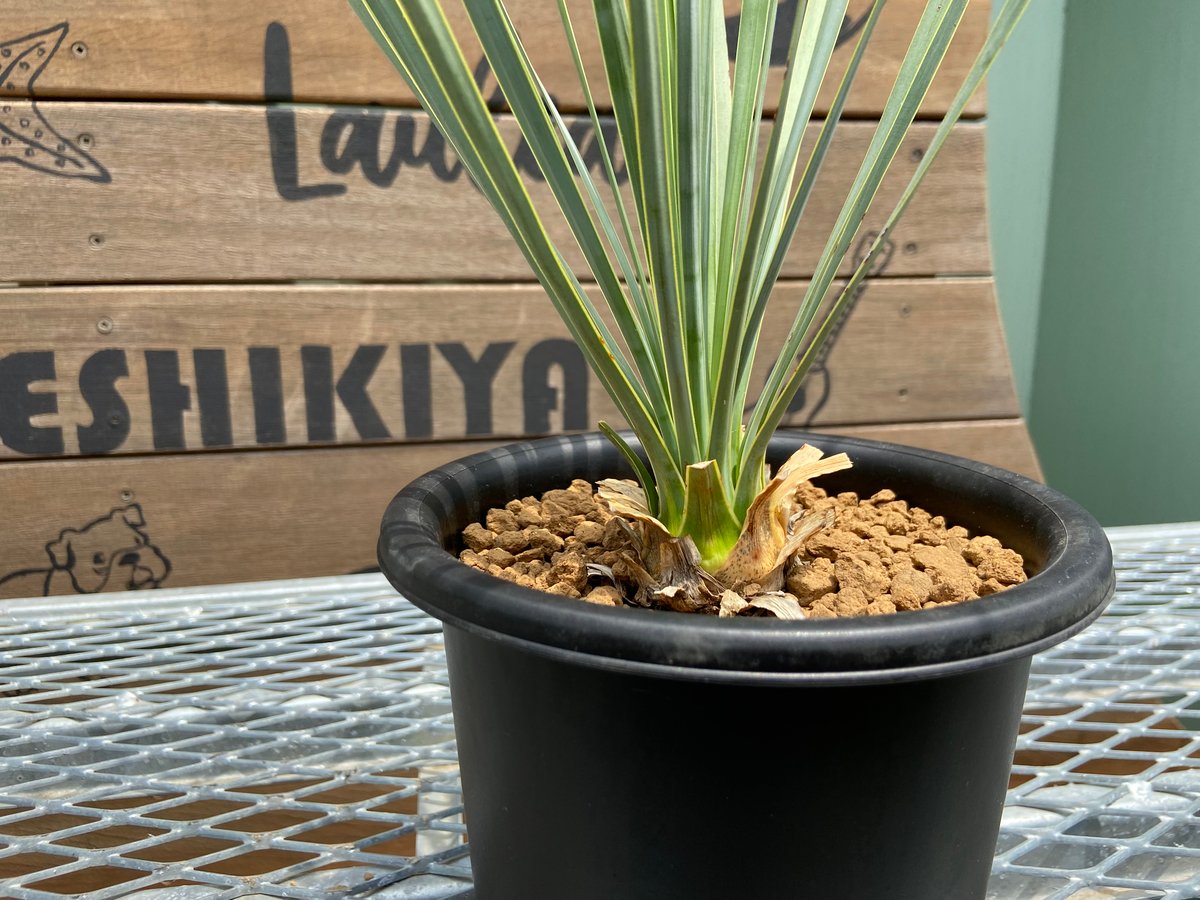 あー様専用#17 ユッカ ロストラータ yucca rostrata（発根済