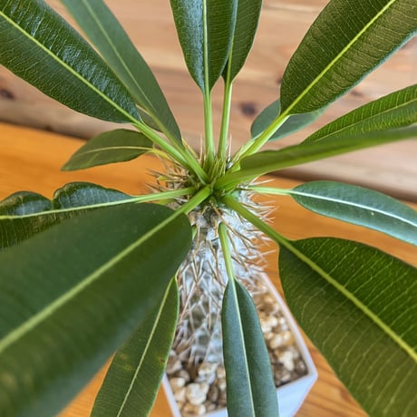 【Pachypodium lamerei】パキポディウムラメリー