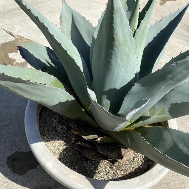 Agave ovatifolia アガベ・オバティフォリア