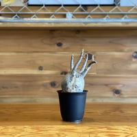【Pachypodium gracilius】パキポディウム・グラキリス