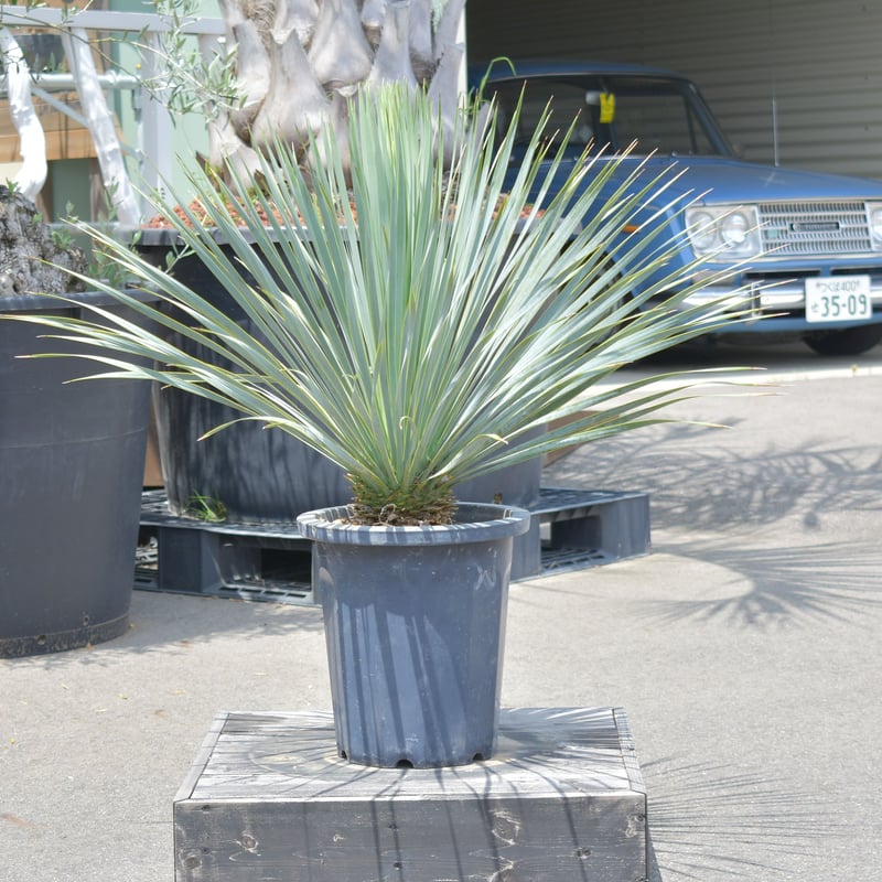 Yucca rostrata】ユッカ・ロストラータ | ACE GARAGE 8 - BAC Yucca rostrata】ユッカ・ロストラータ | ACE GARAGE 8 - BAC