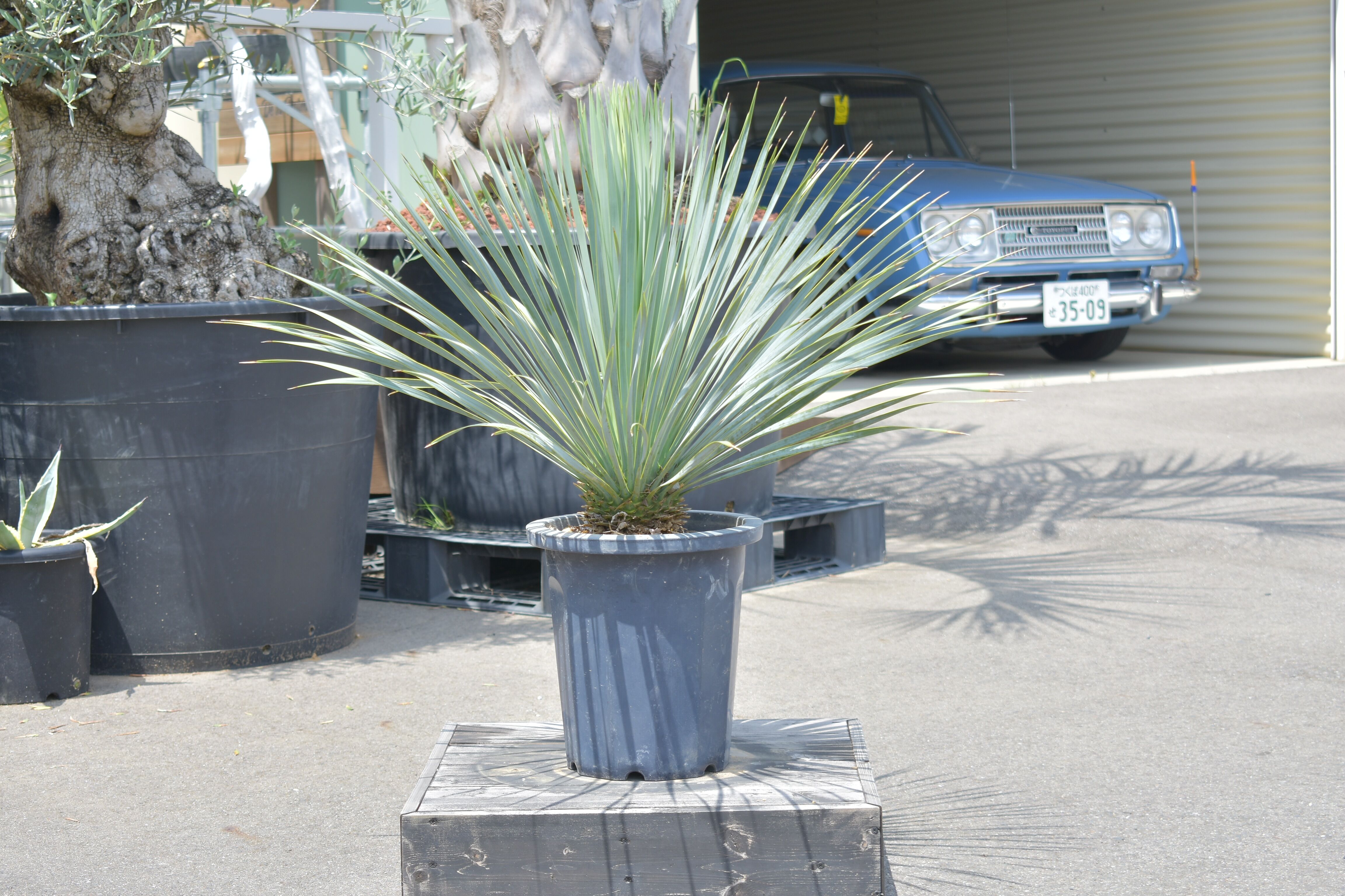 #87 ユッカ ロストラータ yucca rostrata（発根済） Yucca rostrata】ユッカ・ロストラータ | ACE GARAGE 8 - BAC