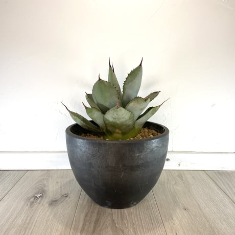 【Agave parryi var. truncata】アガベパリートランカータ