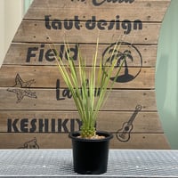 【Yucca rostrata】ユッカ・ロストラータ