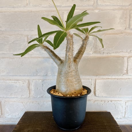 【Pachypodium gracilius】パキポディウム・グラキリス