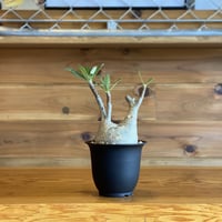 【Pachypodium gracilius】パキポディウム・グラキリス