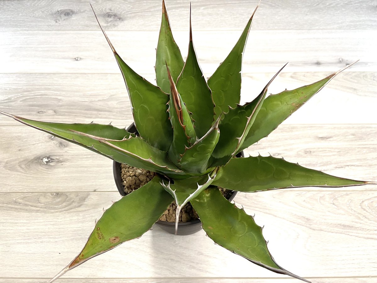 アガベ モンタナ 種子 1,000粒+α Agave Montana seeds