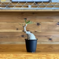 【Pachypodium gracilius】パキポディウム・グラキリス