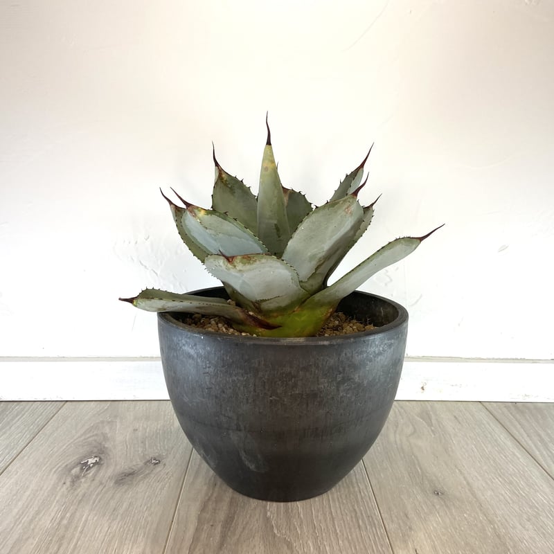 Agave parryi var. truncata】アガベパリートランカータ | ACE Agave parryi var. truncata】アガベパリートランカータ | ACE