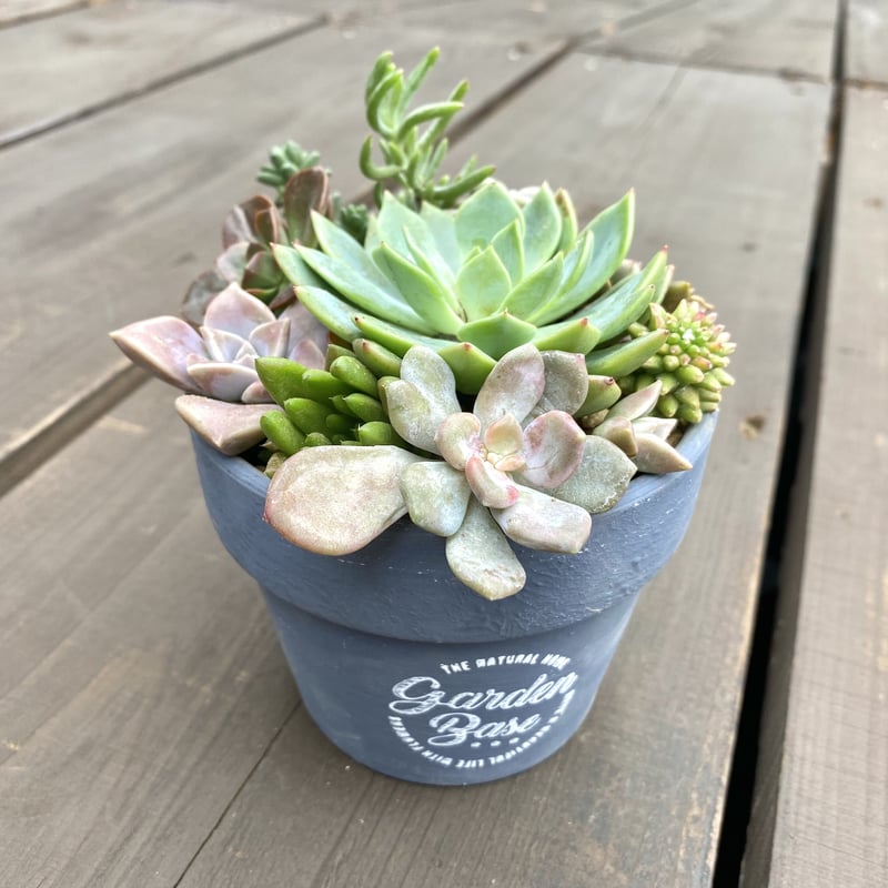 Succulents】多肉植物寄せ植え | ACE GARAGE 8 - BACK YARD -