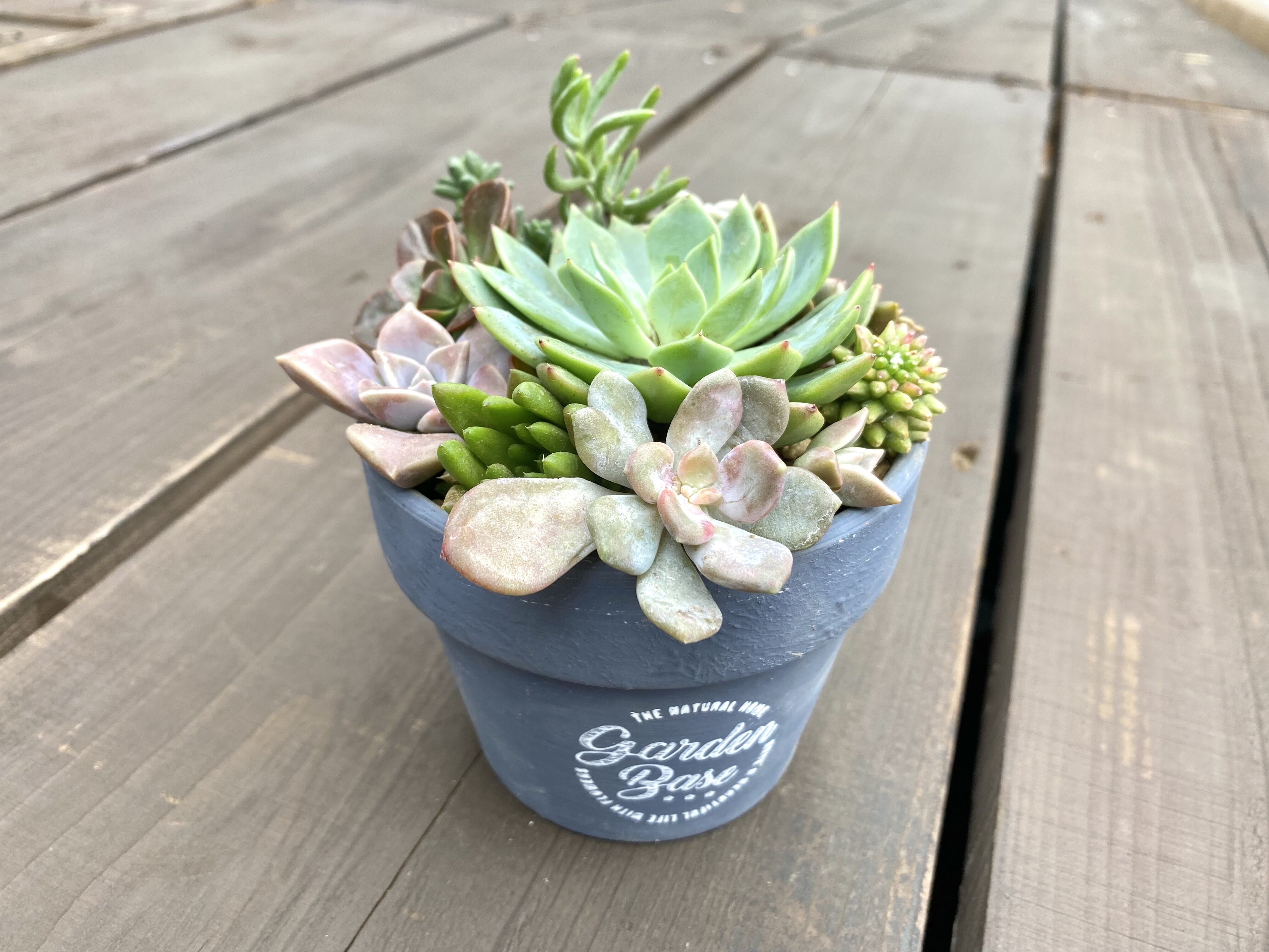 Succulents】多肉植物寄せ植え | ACE GARAGE 8 - BACK YARD -