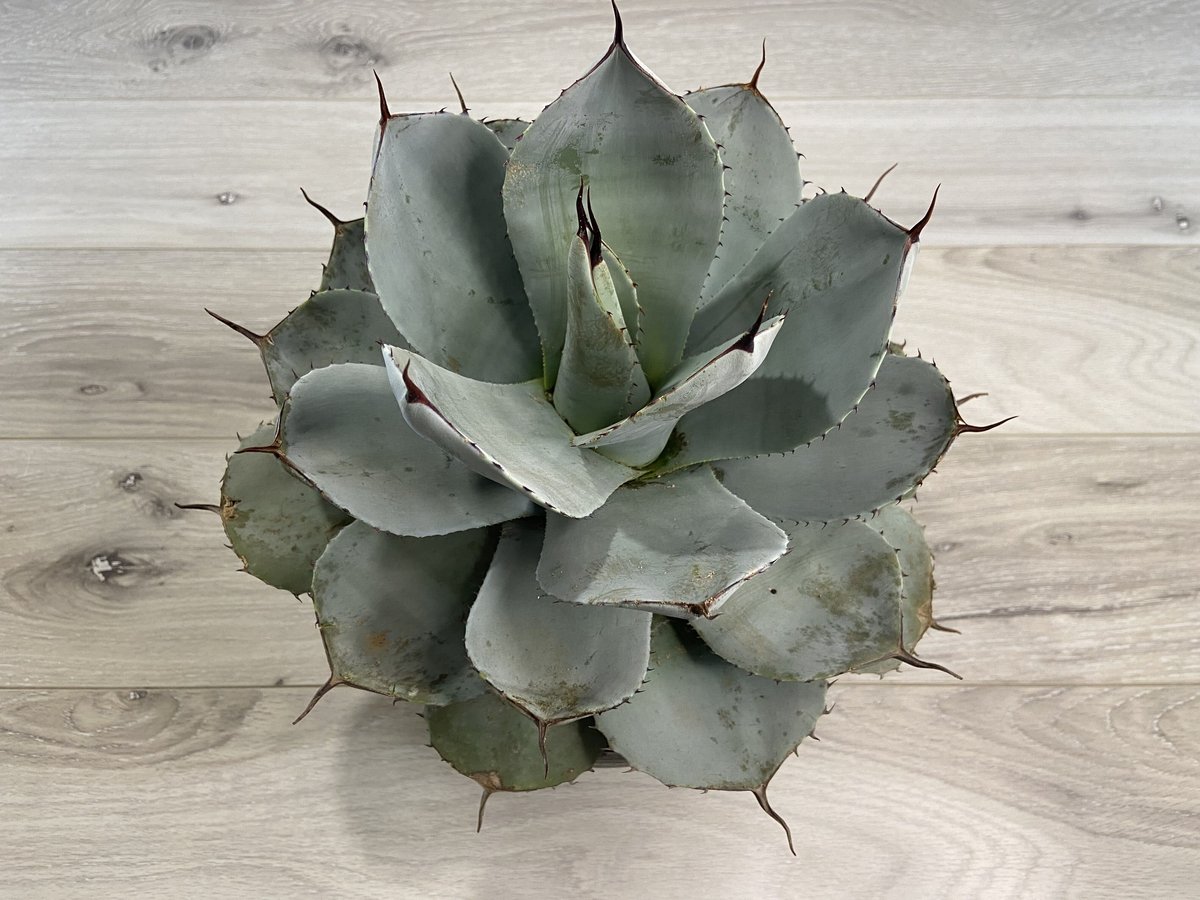 【Agave parryi ssp. parryi】アガベパリーパリー