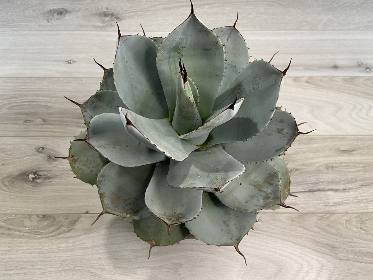 Agave parryi ssp. parryi】アガベパリーパリー | ACE GARAG...