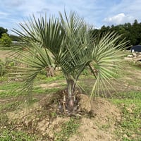 【Butia yatay】ココスヤシ