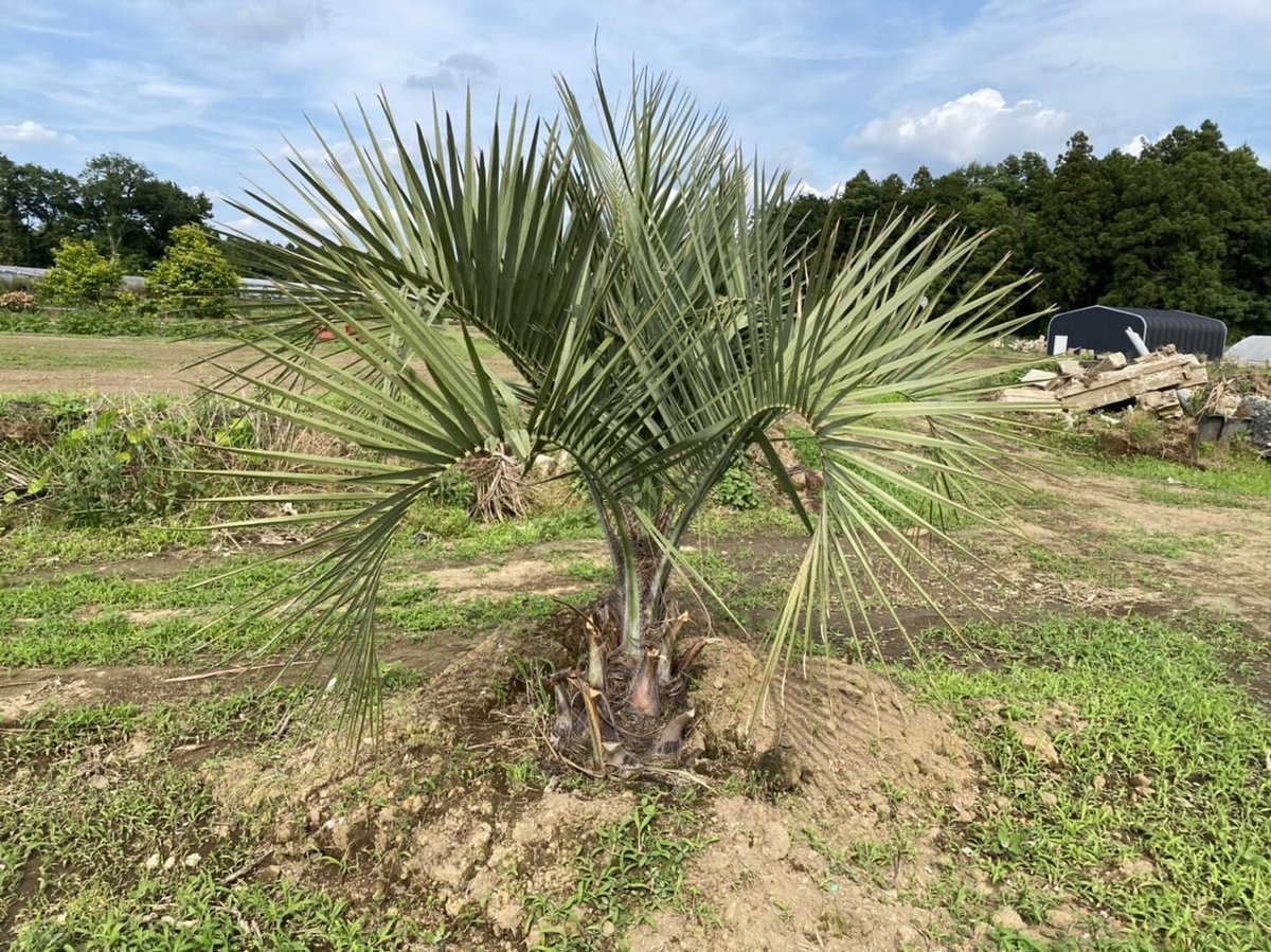 Butia yatay】ココスヤシ | ACE GARAGE 8 - BACK YARD -