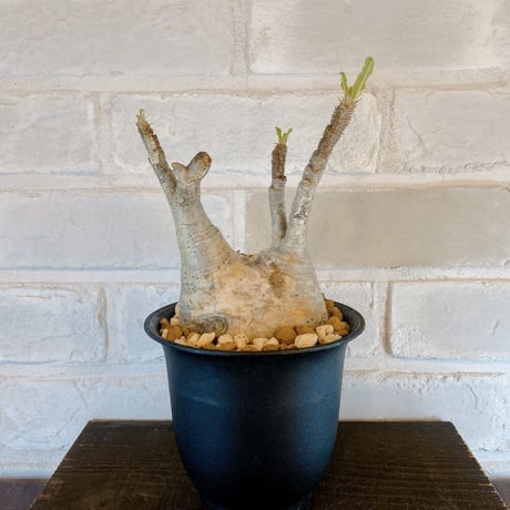 【Pachypodium gracilius】パキポディウム・グラキリス